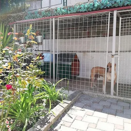 Daire Barney With Garden&terrace Split